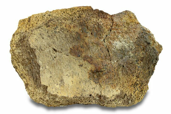Hadrosaur Bone Section - Montana #287386